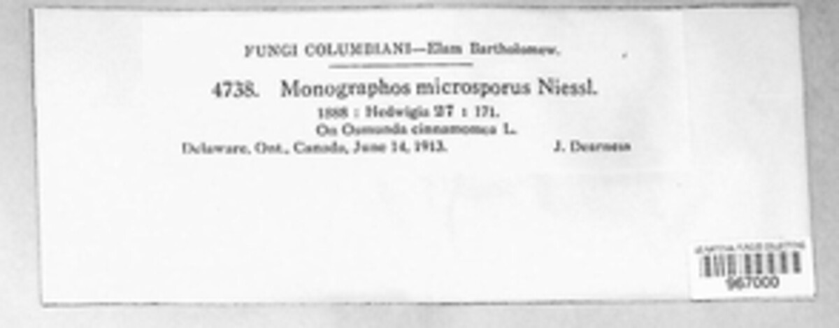Monographos microsporus image